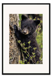 Gerahmter Kunstdruck Süßer Bärenjunge in Yellowstone