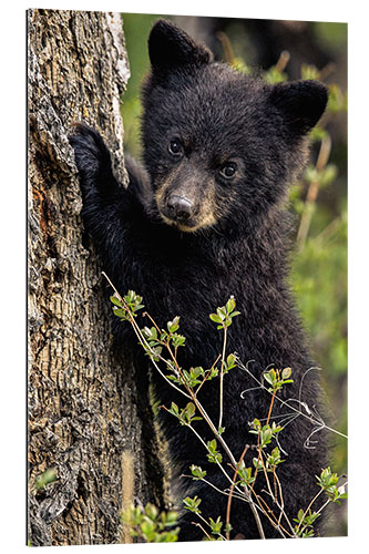 Gallery Print Süßer Bärenjunge in Yellowstone