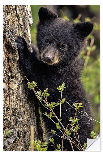 Naklejka na ścianę Cute bear cub in Yellowstone