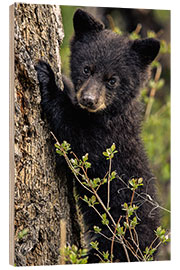 Quadro de madeira Cute bear cub in Yellowstone