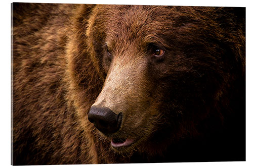 Cuadro de metacrilato European brown bear