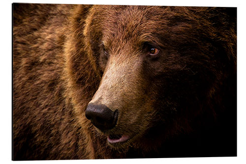 Quadro em alumínio European brown bear