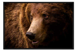 Gerahmter Kunstdruck Europäischer Braunbär