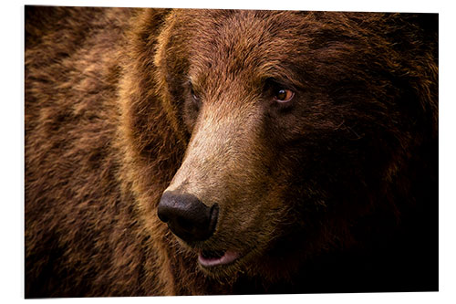 Foam board print European brown bear