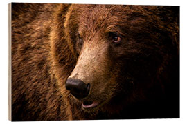 Wood print European brown bear