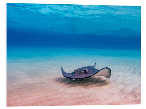 PVC-tavla American Stingray