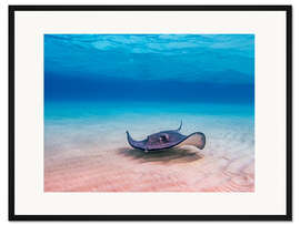 Gerahmter Kunstdruck Amerikanischer Stechrochen