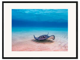 Framed art print American Stingray