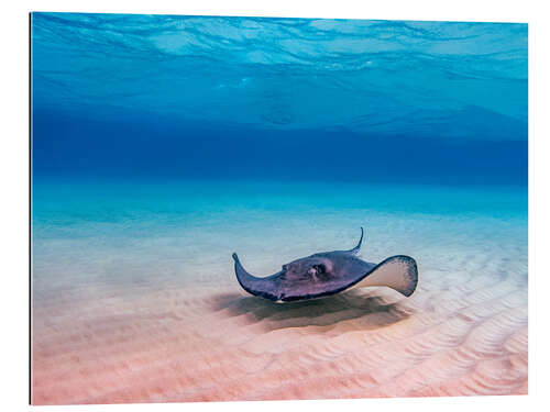 Gallery print American Stingray