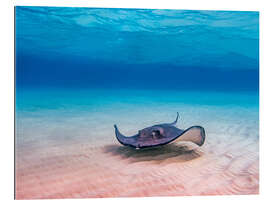 Gallery print American Stingray