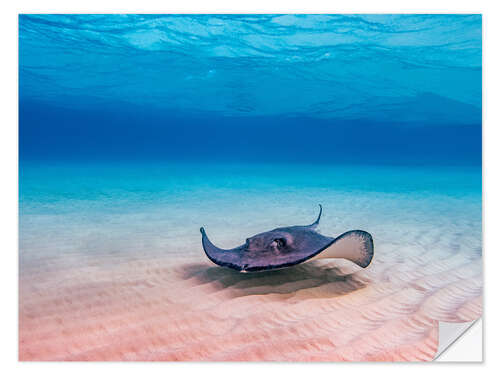 Selvklebende plakat American Stingray