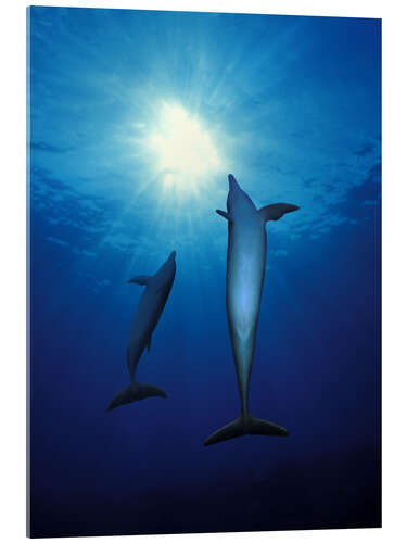 Tableau en verre acrylique Dolphins Swim Towards the Sun