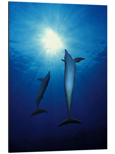 Quadro em alumínio Dolphins Swim Towards the Sun