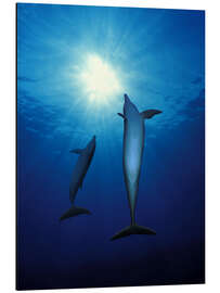 Aluminium print Dolphins Swim Towards the Sun