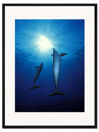 Gerahmter Kunstdruck Delfine Schwimmen zur Sonne