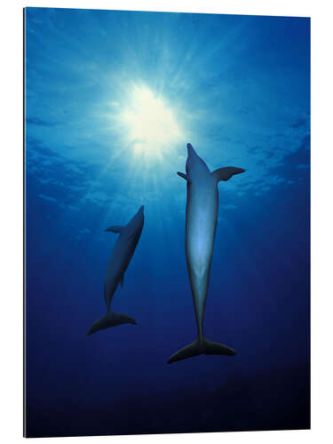 Gallery print Dolphins Swim Towards the Sun