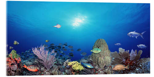 Acrylic print Coral reef with tropical fish