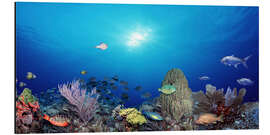 Aluminium print Coral reef with tropical fish