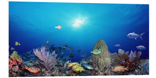 Foam board print Coral reef with tropical fish