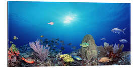 Tableau en plexi-alu Coral reef with tropical fish