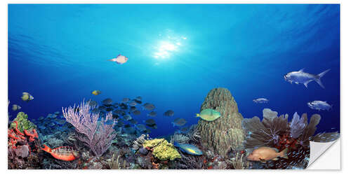 Vinilo para la pared Coral reef with tropical fish