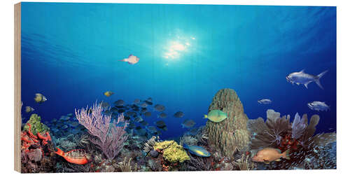 Cuadro de madera Coral reef with tropical fish