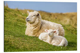 Aluminium print Ewe With Lambs on the Island of Sylt