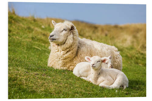 Foam board print Ewe With Lambs on the Island of Sylt