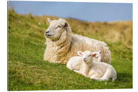 Gallery print Ewe With Lambs on the Island of Sylt