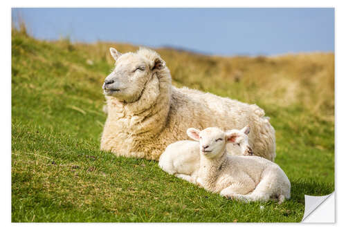 Selvklebende plakat Ewe With Lambs on the Island of Sylt