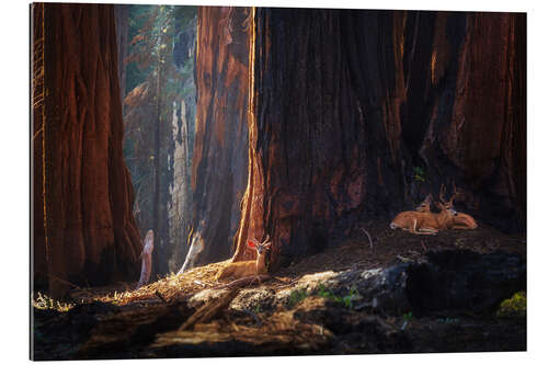 Gallery print Deer At the Sequoias