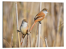 Aluminium print Bearded Tits in the Reeds