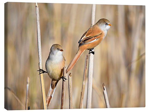 Obraz na płótnie Bearded Tits in the Reeds