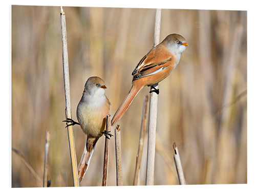 Foam board print Bearded Tits in the Reeds