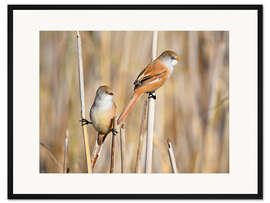 Gerahmter Kunstdruck Bartmeisen im Schilf