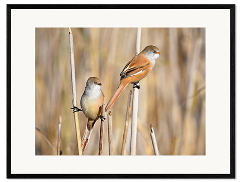 Inramat konsttryck Bearded Tits in the Reeds