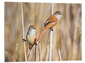 Cuadro de plexi-alu Bearded Tits in the Reeds