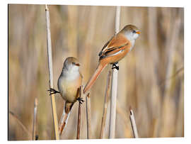 Magnettafel Bartmeisen im Schilf
