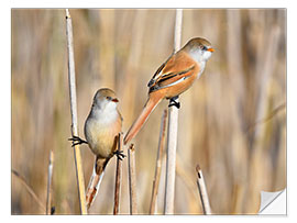 Sticker mural Bearded Tits in the Reeds