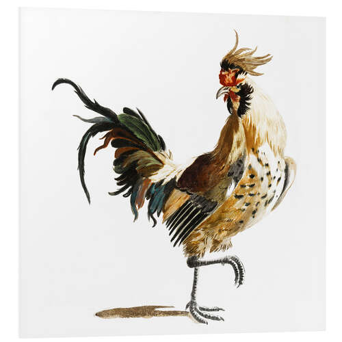 Foam board print Elegant Rooster