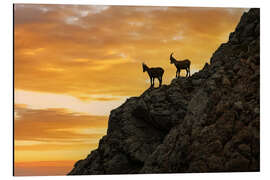 Aluminiumtavla Chamois at Sunrise