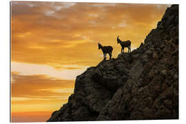 Cuadro de plexi-alu Chamois at Sunrise