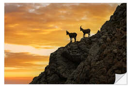 Selvklæbende plakat Chamois at Sunrise