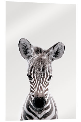 Acrylic print Young Safari Animals