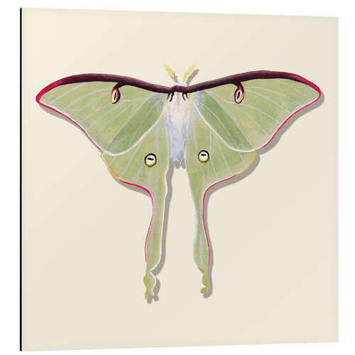 Obraz na aluminium Green Butterfly