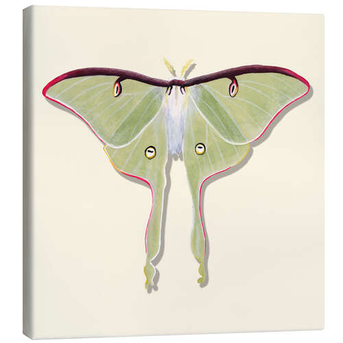 Tableau sur toile Green Butterfly