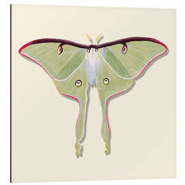 Magnettafel Grüner Schmetterling