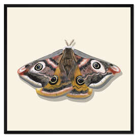 Gerahmter Kunstdruck Die Augen des Schmetterlings