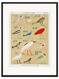 Gerahmter Kunstdruck Verzeichnis der Ägyptischen Vögel I