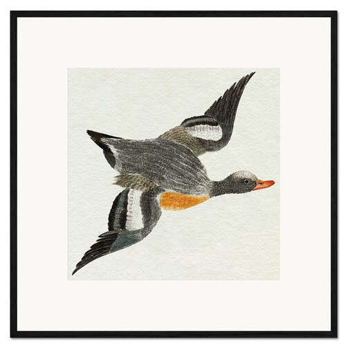 Framed art print Flying Duck